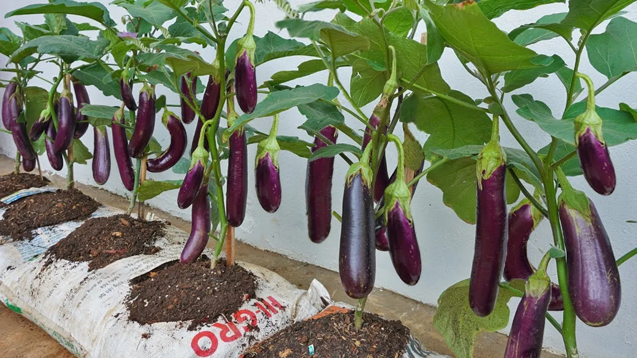 Mastering Eggplant Cultivation: Tips for a Bountiful Harvest