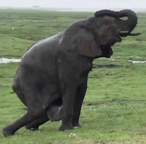 Elephant Gives Birth to Something Very Rare, Staff Sees The Baby & Immediately Screams!