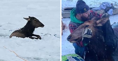 Families spend their Christmas Eve rescuing elk from freezing cold river