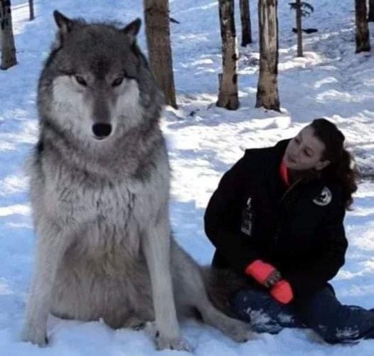 The giant wolf sits down next to this woman, now watch the moment when their eyes meet