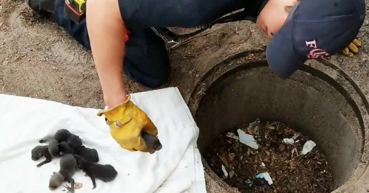 Firemen save 8 Labrador pups from drain: Then they realise they’re not dogs at all