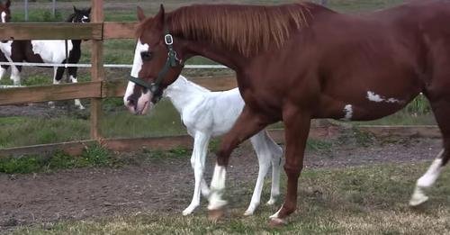 Horse Gives Birth To Incredibly Rare Filly — Just Wait Until People See Her Face