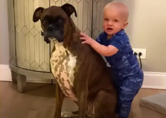 Dog is Obsessed With Infant Brother – Now Watch When Brother Takes His First Steps…