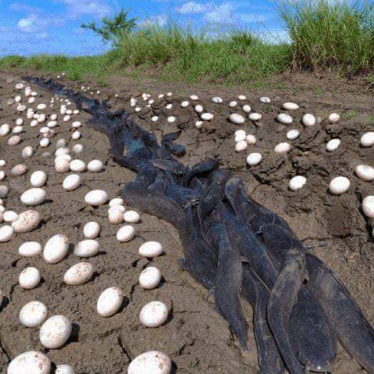 Farmer Finds Hundreds Of Strange Eggs In His Crops – But When They Hatch, He Bursts Into Tears
