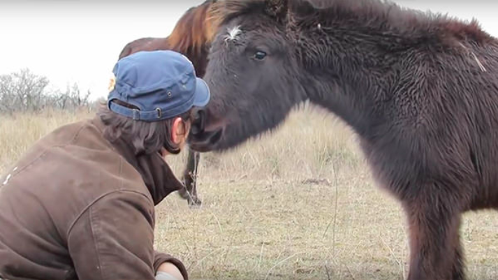 Animal hero frees chained horse then receives thank you of a lifetime