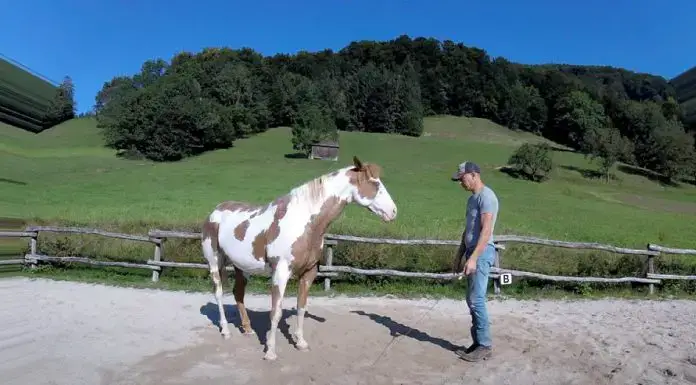 Man Starts Dancing but His Horse Steals the Spotlight
