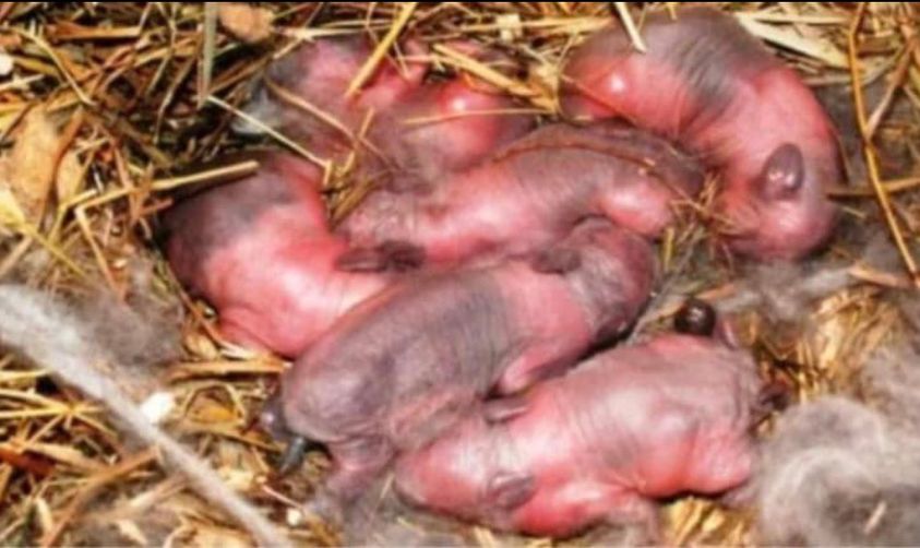 Farmer found newborn “puppies” in a field: after a while it dawned on him that they are not puppies!