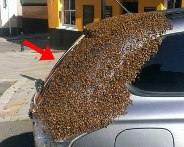 She parked her car one day to do some shopping, but when she returned, she saw that hundreds of unwanted guests