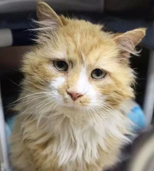 Cat walks 12 miles back to family who abandoned them but they ‘don’t want him anymore’