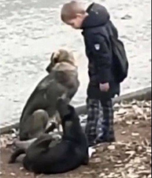 A stranger sees a little boy approaching street dogs on his way to school, unaware that his actions are being caught on camera