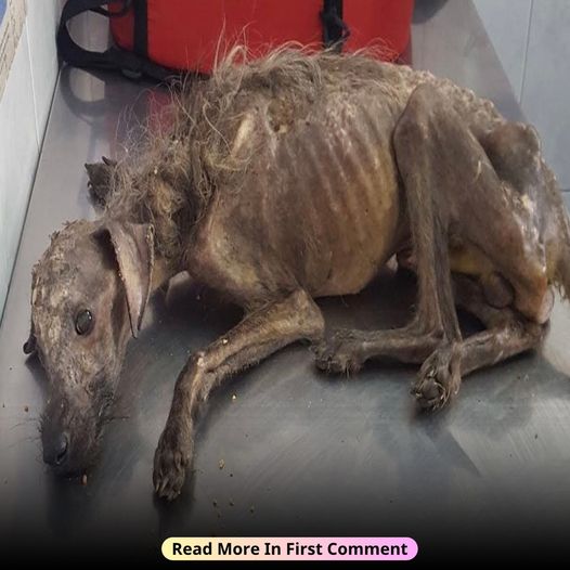 The Emaciated Dog Was Starved And Fiercely Attacked By Parasites