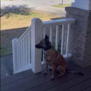 Dog who’s waited for soldier dad for ‘a million dog years’ can’t contain joy when they reunite