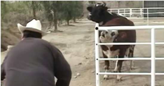 Cow cries constantly for her missing baby, then looks through the fence and loses control