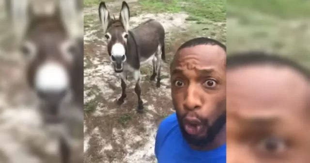 He Starts Singing ‘The Circle of Life’ – And Donkey Hilariously Joins In