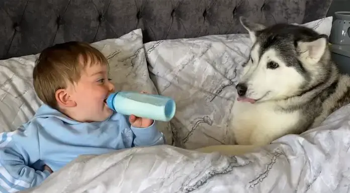 Stubborn Husky Won’t Get Out of Brother’s Bed, Then Does the Sweetest Thing…