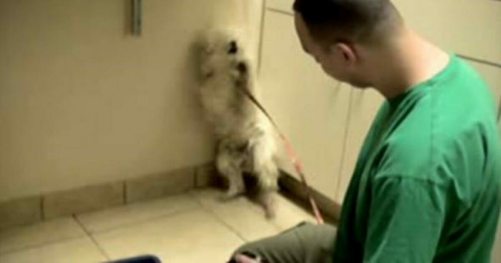 Terrified dog set to be put down: Just watch the incredible reaction when she realizes she’s saved