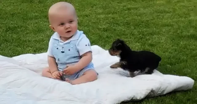 Tiny Yorkie ‘Attack’ on Baby Boy is a Cuteness Overload