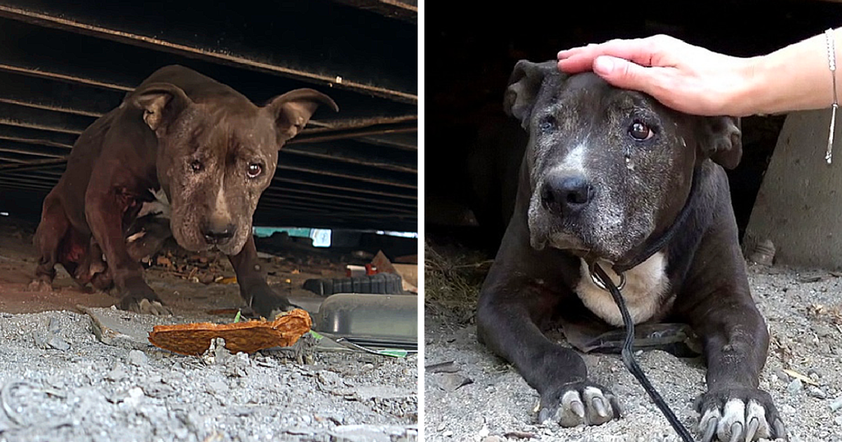 Deserted Dog Rotting Away For 9 Years Sees A Glimmer Of Hope In Her Final Days