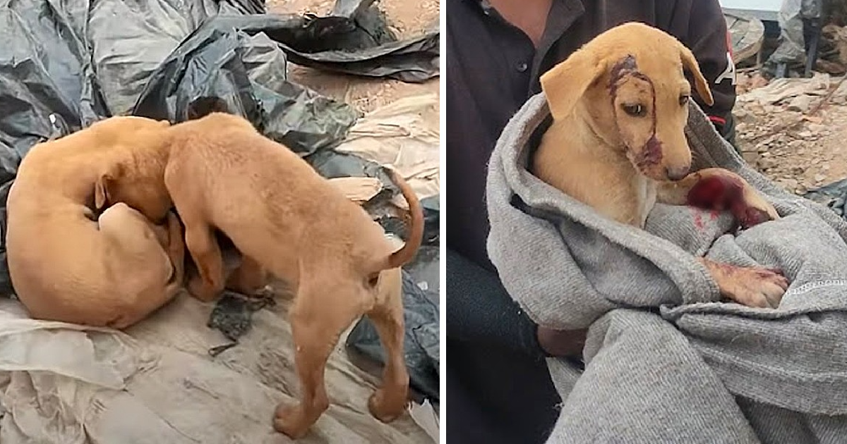 Little Puppy Nudged His Head Near Motionless Brother Wanting Him To Play