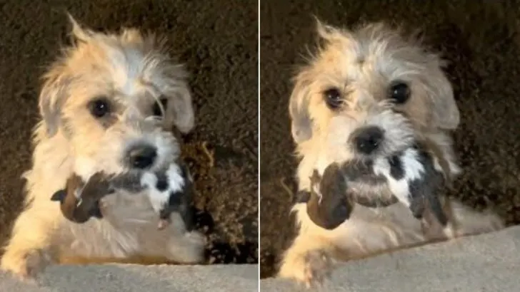 Desperate Doggo Mom Carries One Of Her Babies In Mouth, Begging Strangers For Help