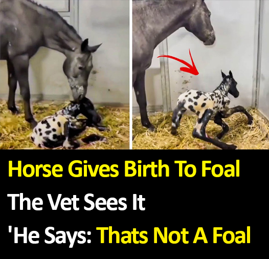 Horse Gives Birth To Foal – The Vet Sees It, He Says ‘Thats Not A Foal’