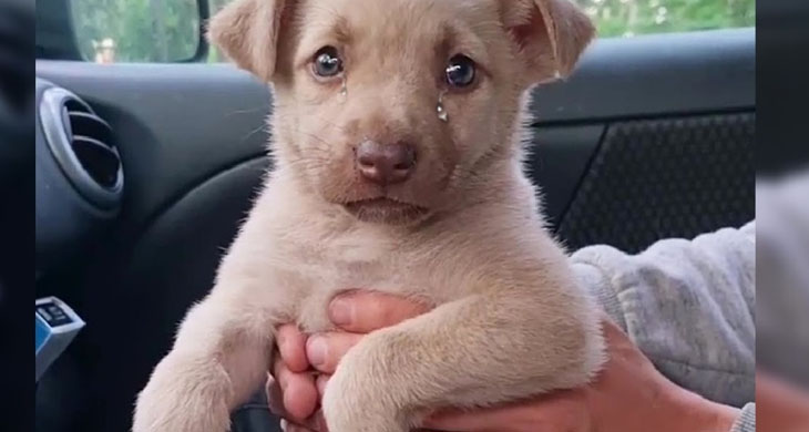 She Cried In The Car When I Took Her Out Of The Cemetery She Missed Her Mom