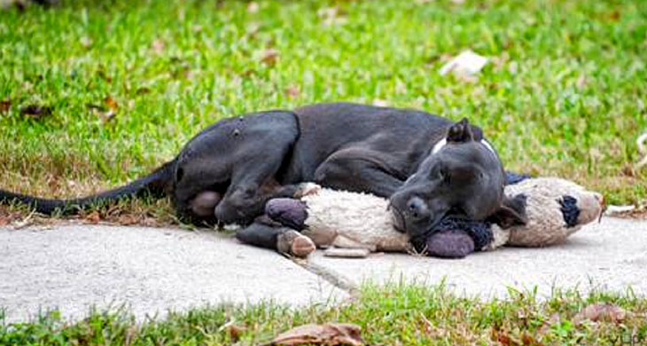 After somebody shared a photo of a homeIess dog sleeping with a stuffed animal, the image went viraI