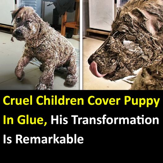 Cruel Children Cover Puppy In Glue, His Transformation Is Remarkable