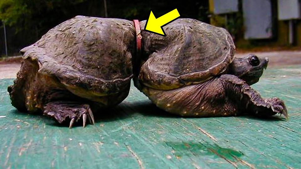 Turtle Got Stuck in a Piece of Plastic. You Won’t Believe What Happened to It after 19 Years