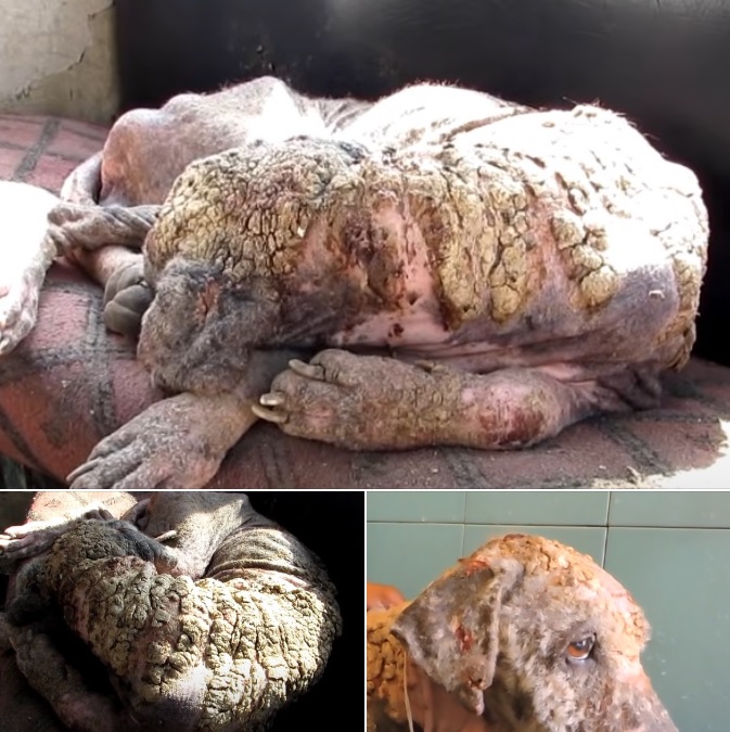 Stone dog” wants to die – weeks later tears flow when everyone sees the amazing transformation
