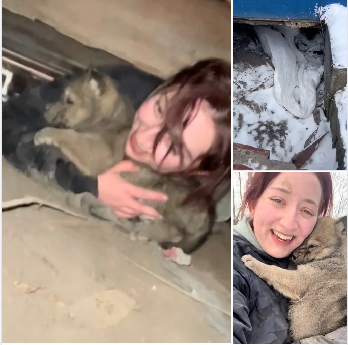 Six puppies were hiding in freezing crawl space under abandoned house — rescuers crawl for 4 hours to save them