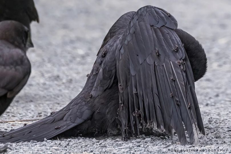 Canadian photographer Tony Austin accidentally documented a rare crow behavior known as “anting”