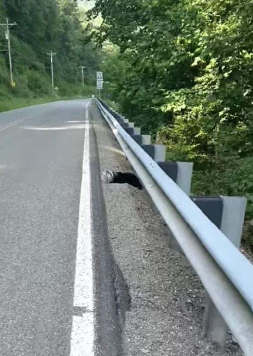 Baby Animal With Jar On Head Waits By The Road For Someone To Help….. _But No One Expected What Happened Next