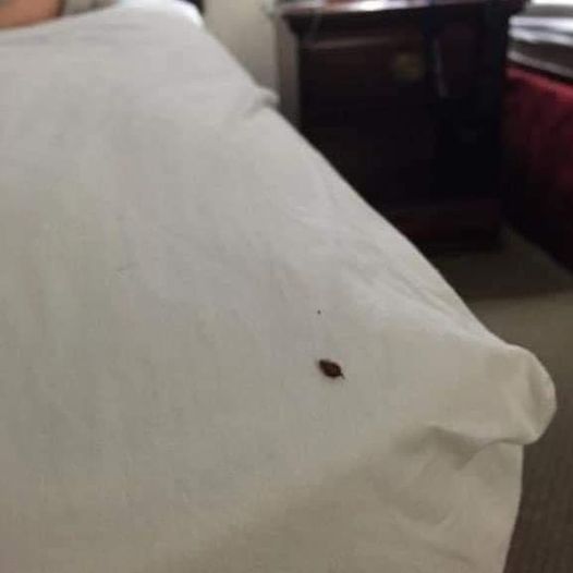 Full Guide On How To Spot, Treat And Get Rid Of Ticks In Your House