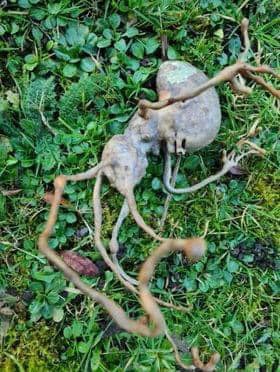 Neighbor Finds Strange ‘Alien’ In Their Backyard That Has The Internet Shocked