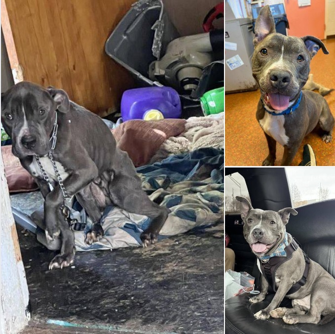 Dog who spent 600 days in shelter finally gets adopted — takes a limo to his new home