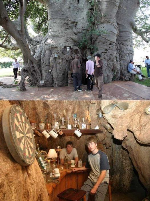 Inside a Pub Built in a 6,000-Year-Old Baobab Tree – Before It All Ended Sadly