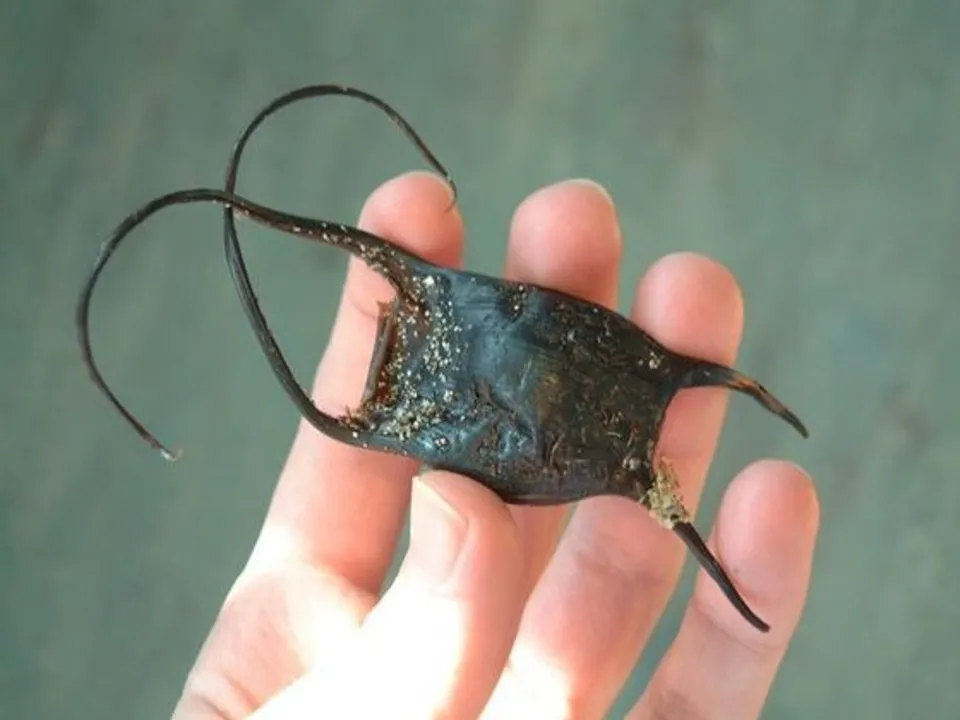 Amazing discovery near the beach!