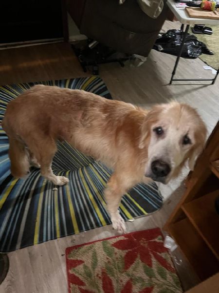 Woman was on waitlist to adopt a puppy — but senior golden retriever wins her heart