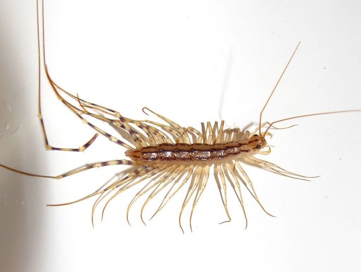 Why you should never kill a house centipede if you find one inside your house