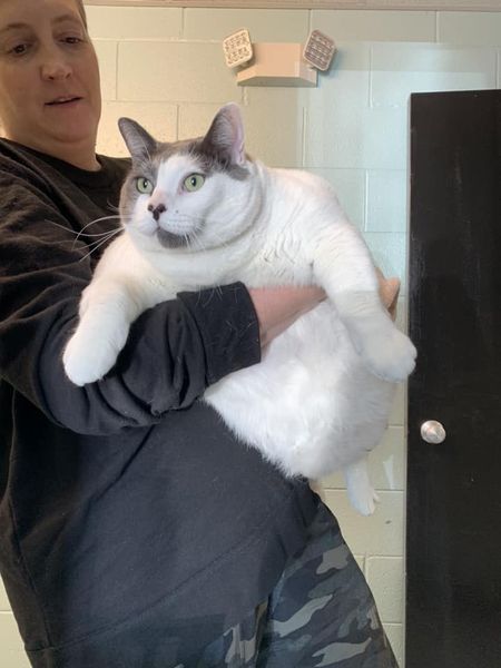 40-pound cat Patches made headlines due to his huge size — see his fitness progress one year later
