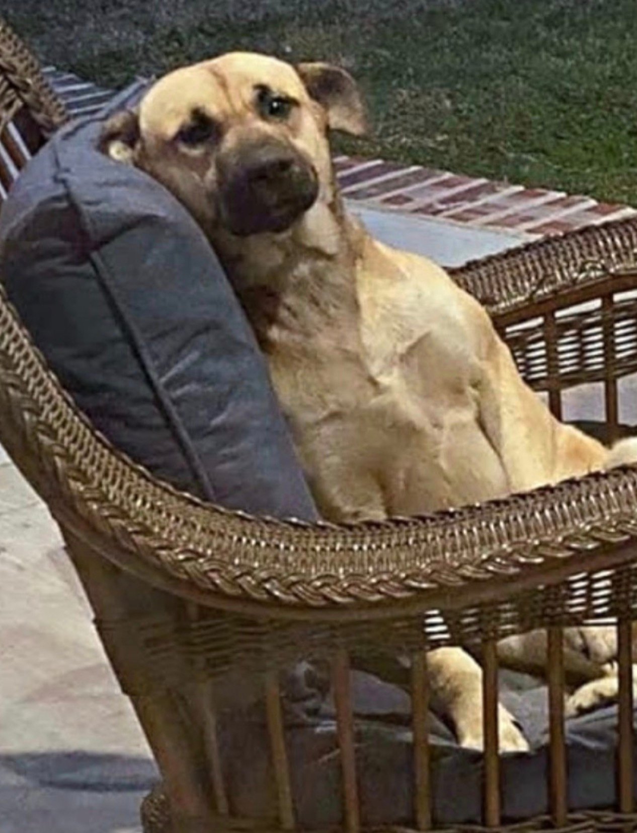 Woman wakes up to find stray dog sitting on her porch, helps him
