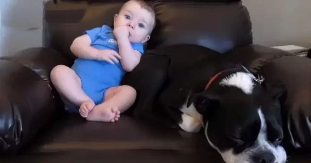 Baby Messes in His Pants, Now Watch Dog’s Hysterical Reaction