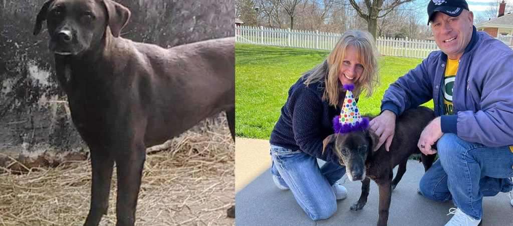 Senior dog finally finds forever home after 11 years in shelter