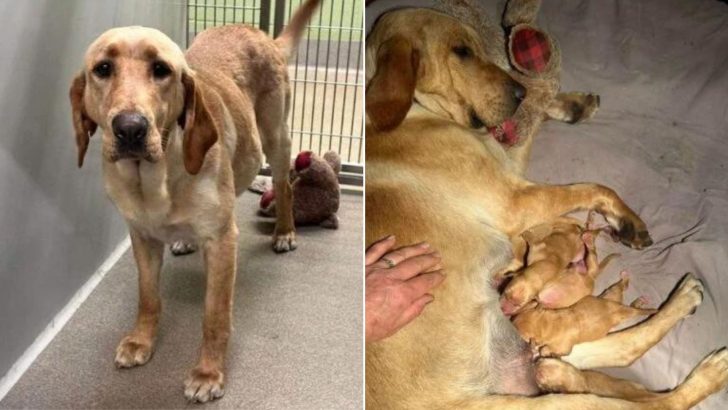 Pregnant Dog Abandoned And Tied Up Outside The Shelter With Her Beloved Teddy Bear