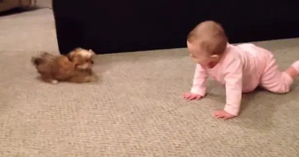 Baby Meets the New Pup – Parents Never Expected This Comical Exchange