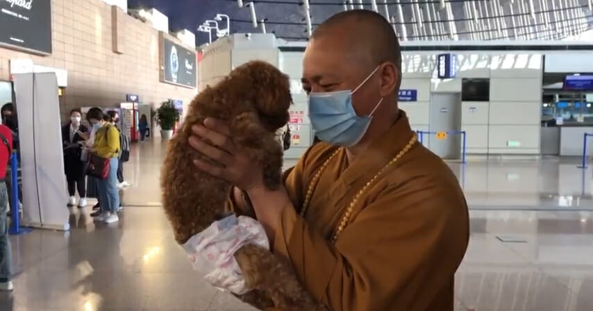 Buddhist monk dedicates his life to saving thousands of stray dogs