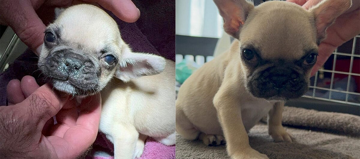 Puppy found in breeder’s trash can, left to die due to medical defects — now he’s getting a second chance