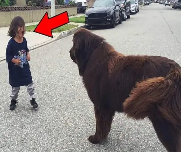 Boy Meets Dog In The Street – No One Expected What Happened Next