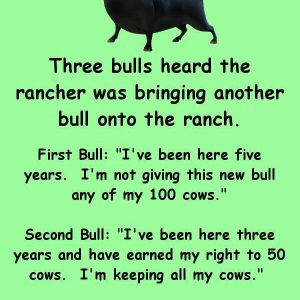 Three bulls heard the rancher was bringing another bull onto the ranch.